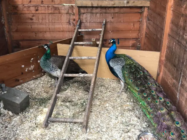 Peacocks