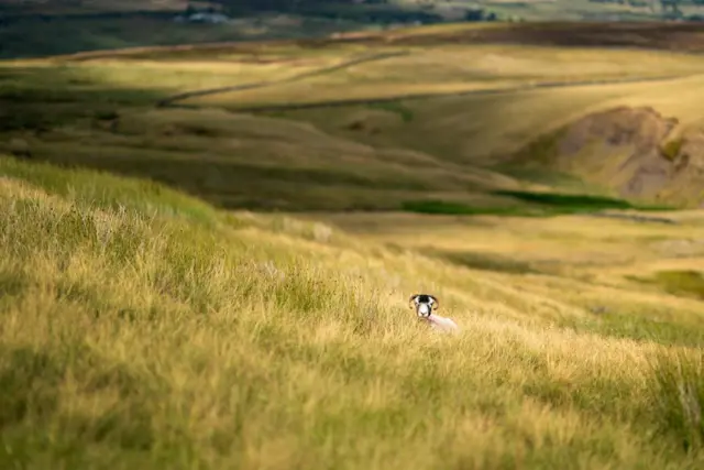 Yorkshire landscape