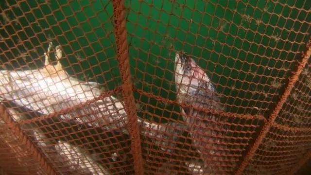 Dead farmed salmon at bottom of fish farm net