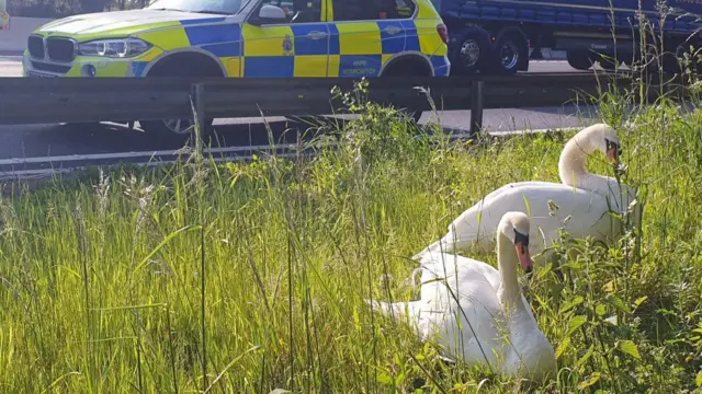 Swans off the motorway