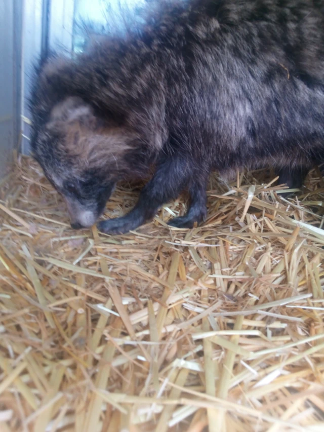 Raccoon dog in enclosure