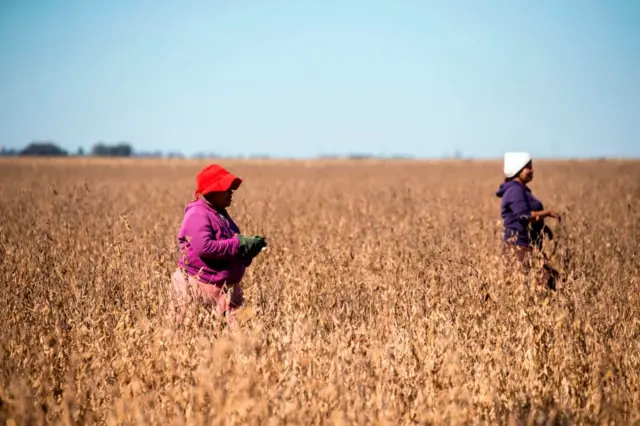 Farmworkers harvest in Bothaville, South Africa.