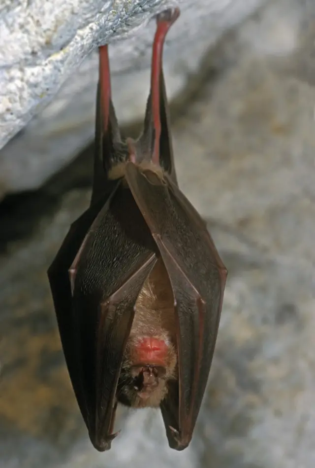 Horseshoe bat