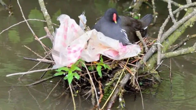 A bird next to plastic waste on a canal