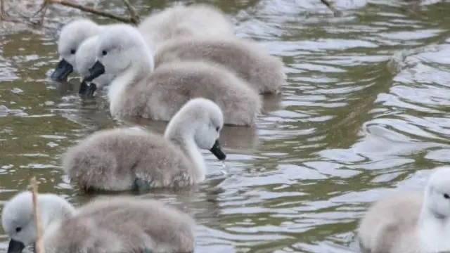 Cygnets