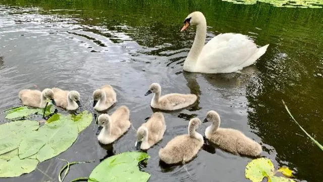 Swan and cygnets