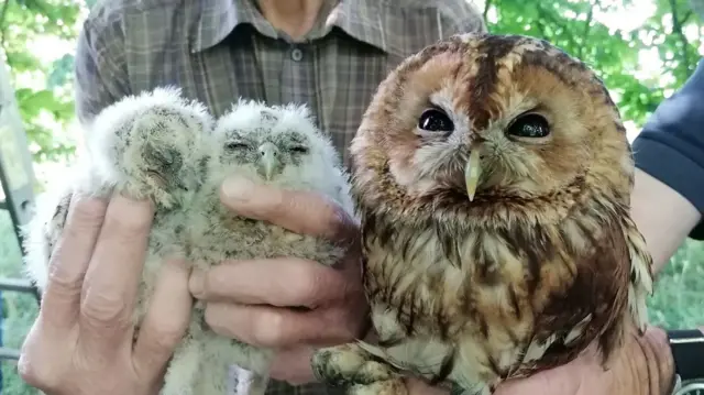 Gunby Hall owl chicks