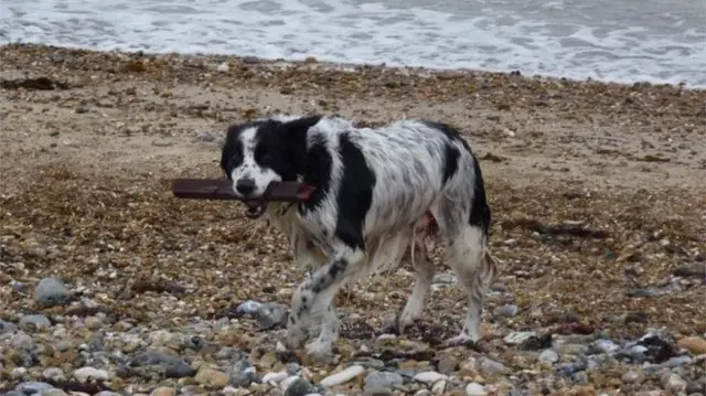 Dog on beach