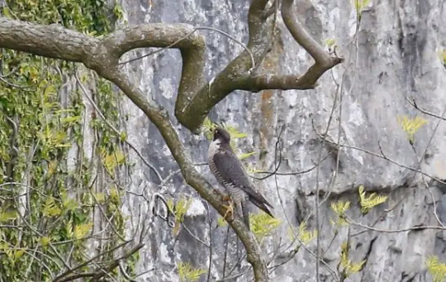 peregrine Falcon