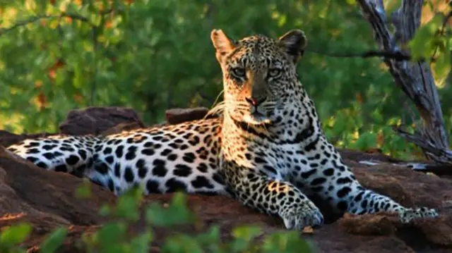 A leopard