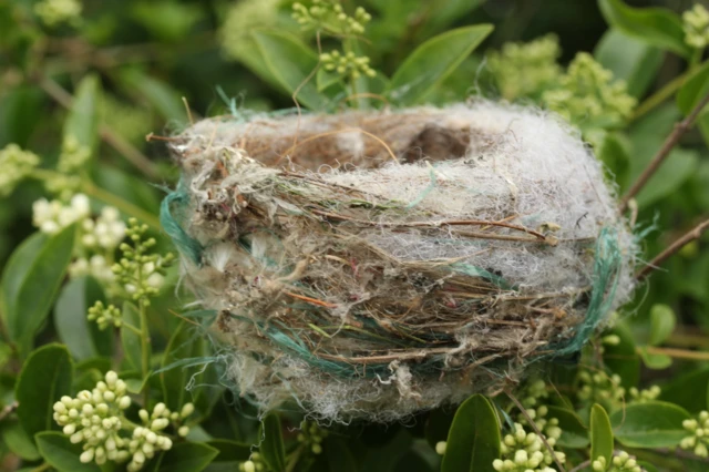 A nest made of plastic