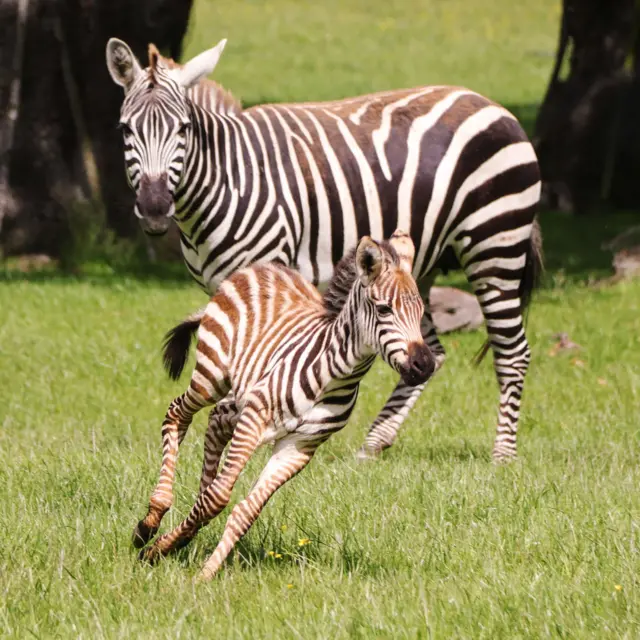 Baby zebra at Longleat