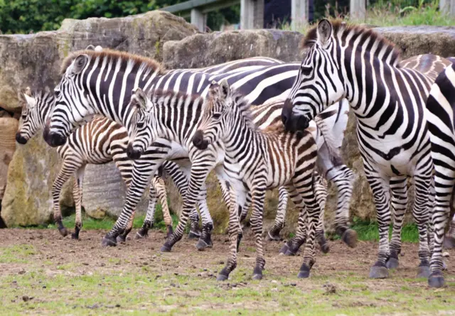 Zebras at Longleat