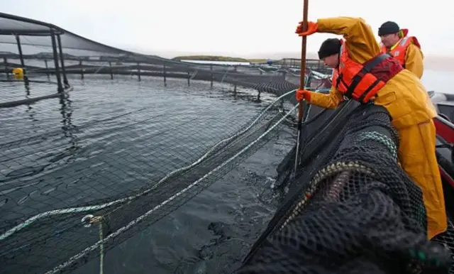 Salmon farming in Scotland