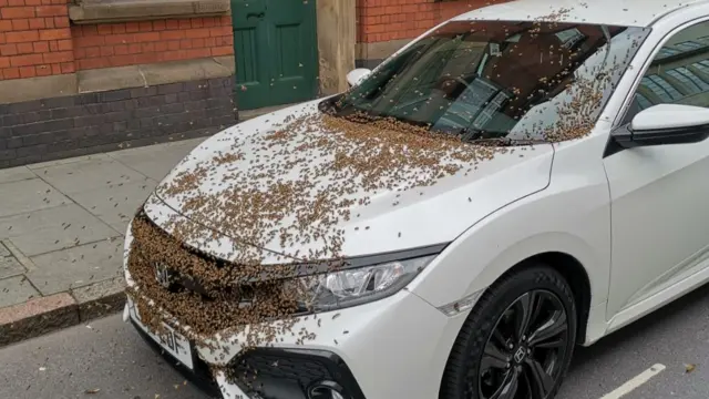 Bees on car