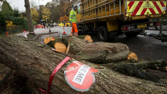 A felled tree