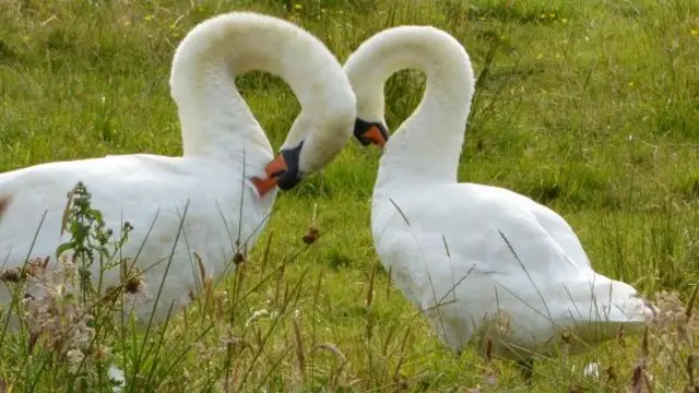 Swans