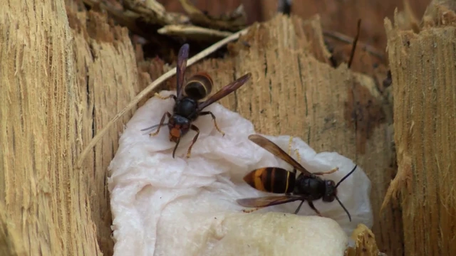 Asian hornets