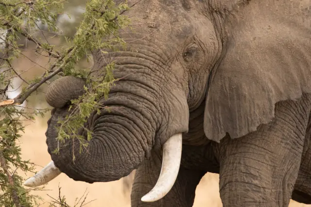 Elephant in Tanzania