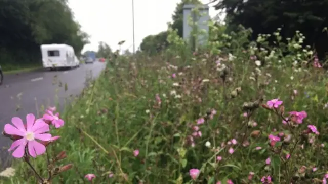 Wild flowers on a roadside verge in Nottinghamshire