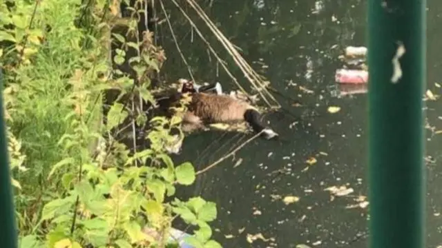 A geese lying on the water