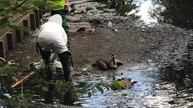 Some of the birds at the park