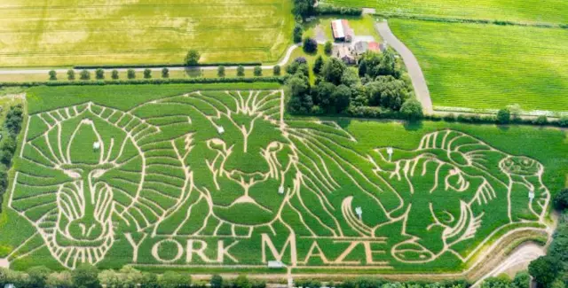 YORK MAZE