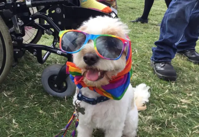 Pride doggie