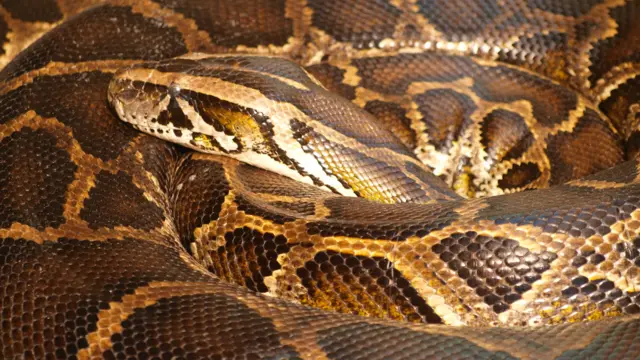 Boa constrictor