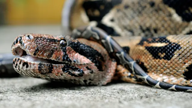 Boa constrictor