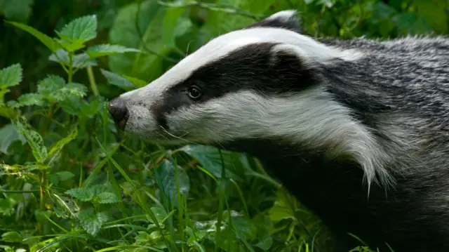 Badger