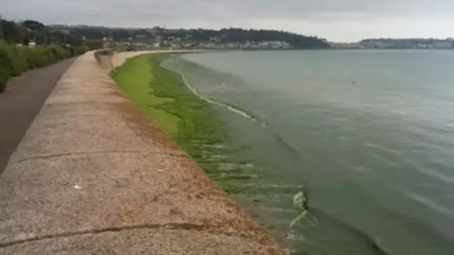 sea lettuce