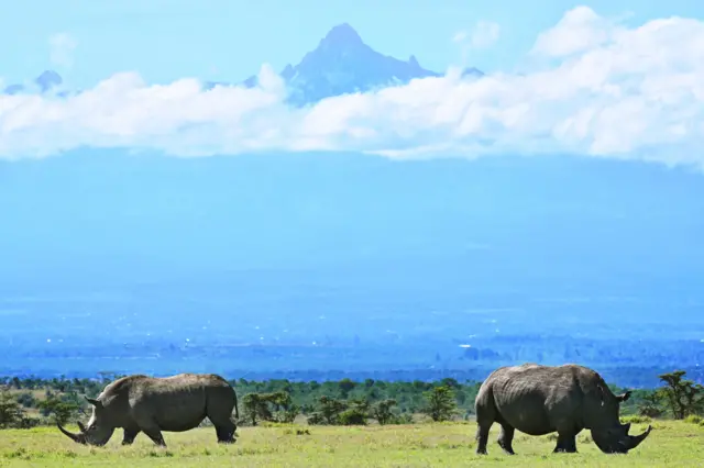 Rhinos grazing in fields in Kenya