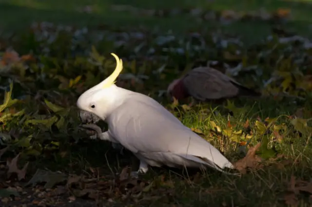 Cockatoo