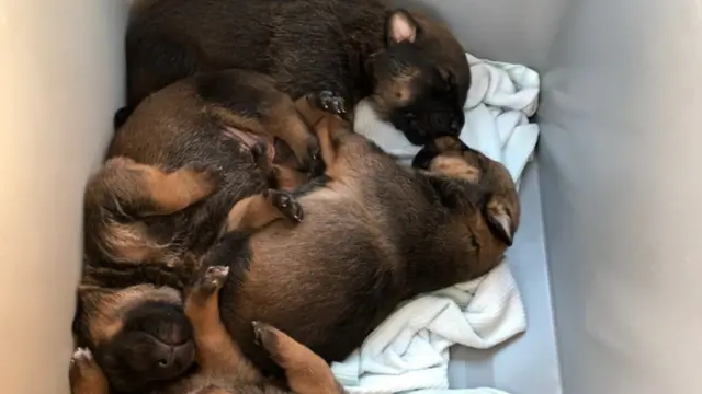 Puppies