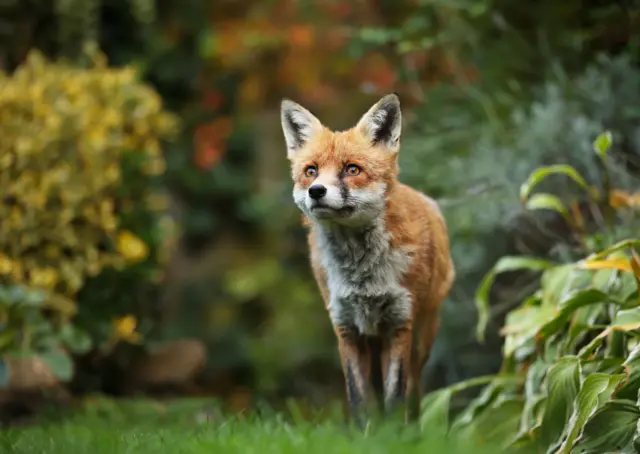 Fox in garden