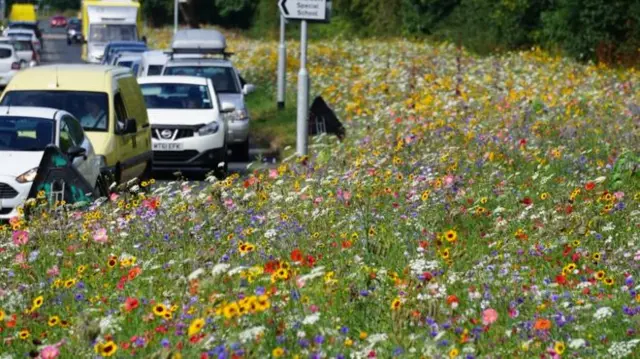 Wildflowers