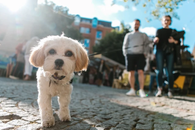 Close up of a dog with owners in the background