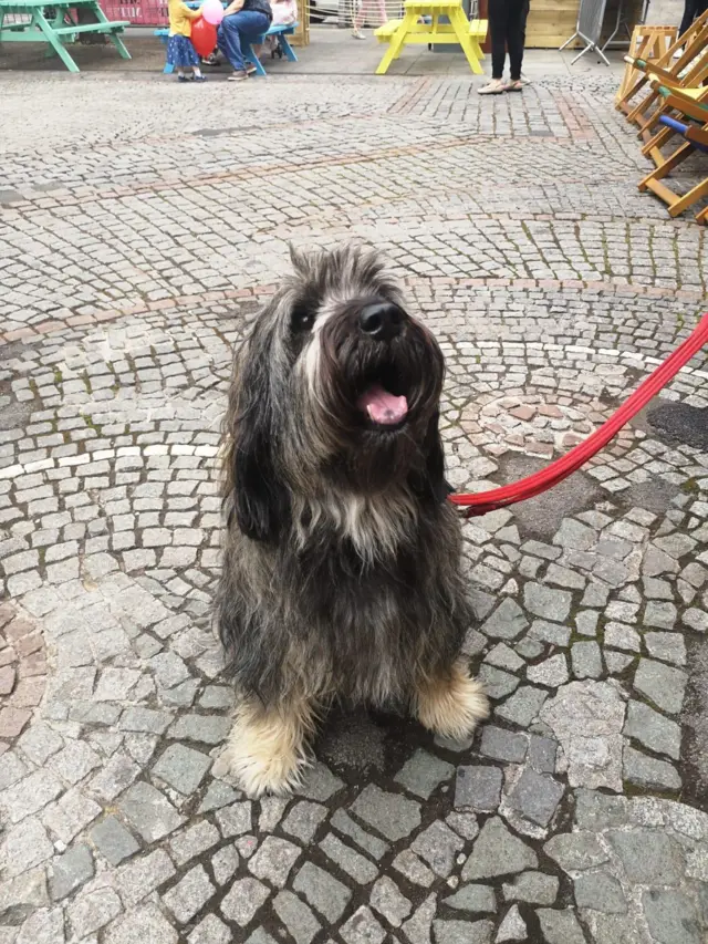 A good dog on Festival Square.