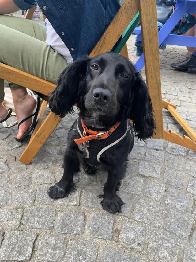 A good dog on Festival Square.