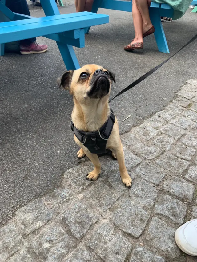 A good dog on Festival Square.