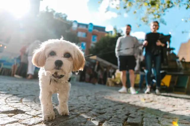 A good dog on Festival Square.