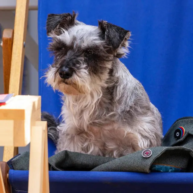 A good dog on Festival Square.
