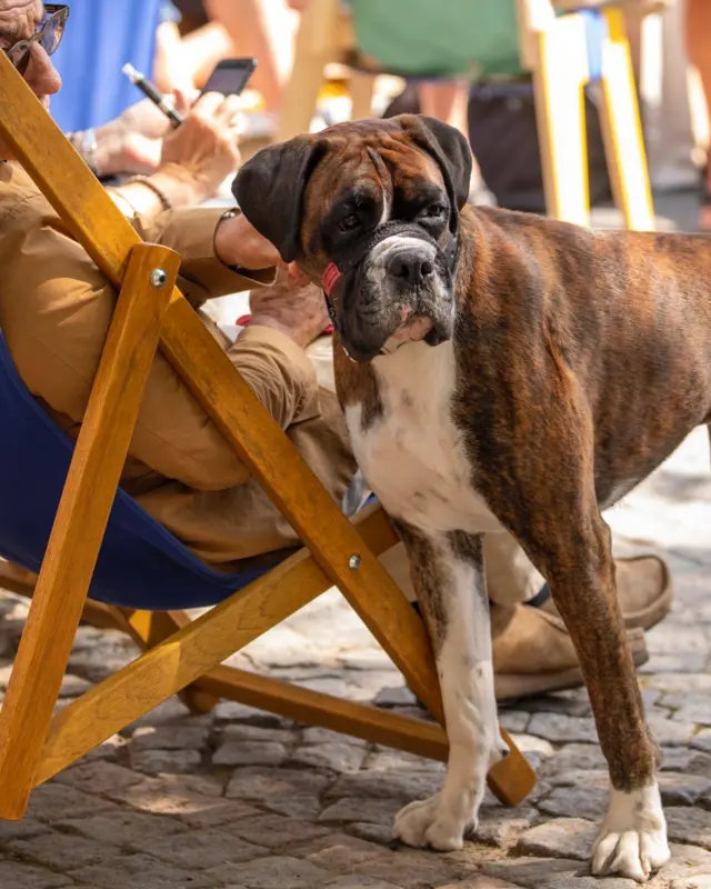 A good dog on Festival Square.