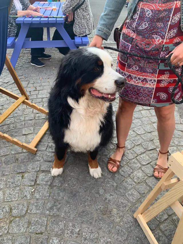 A good dog on Festival Square.