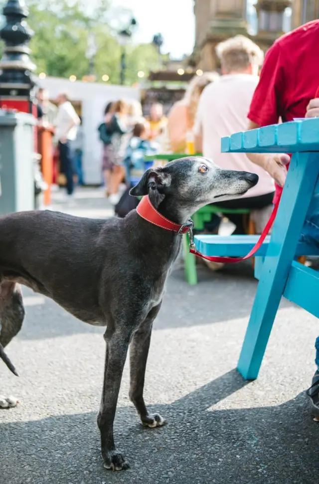 A good dog on Festival Square.