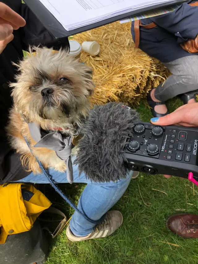 A good dog on Festival Square.