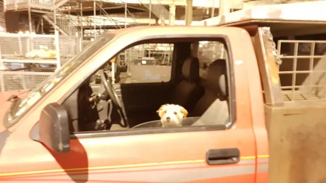 A good dog on Festival Square.