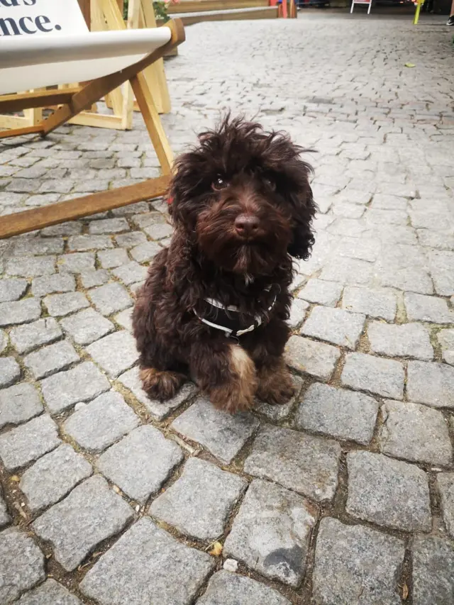 A good dog on Festival Square.