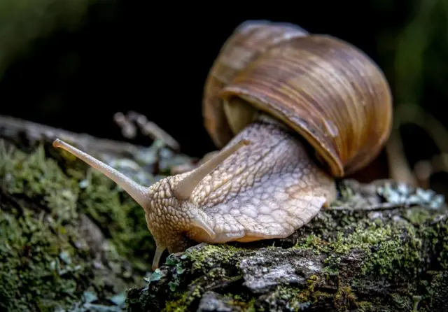 A snail